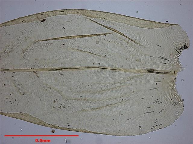 Aerobryopsis parisii (Card.) Broth. Collection Image, Figure 6, Total 10 Figures