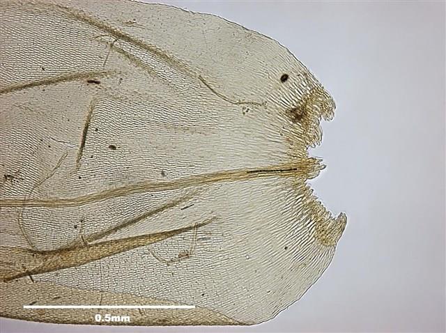 Aerobryopsis parisii (Card.) Broth. Collection Image, Figure 6, Total 9 Figures