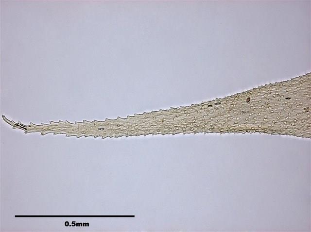 Acanthorrhynchium papillatum (Harv.) Fleisch. Collection Image, Figure 6, Total 8 Figures