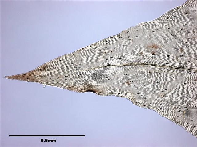 Aerobryopsis subdivergens (Broth.) Broth. Collection Image, Figure 6, Total 9 Figures