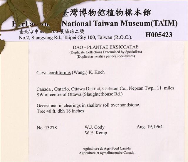 心果山核桃藏品圖，第2張