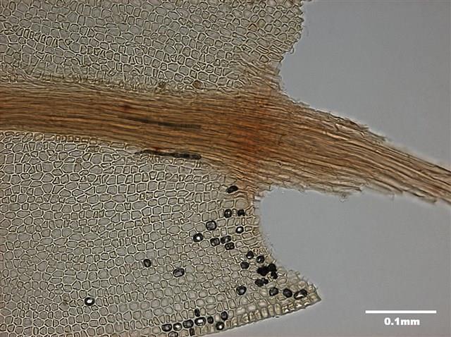 Mnium immarginatum Lindb. Collection Image, Figure 8, Total 12 Figures