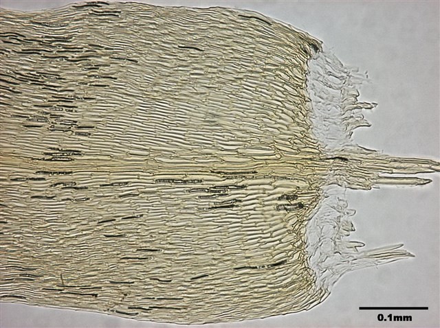 Calliergon giganteum Collection Image, Figure 11, Total 12 Figures