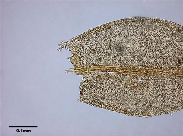 Abietinella abietina (Hedw.) Fleisch. Collection Image, Figure 7, Total 9 Figures