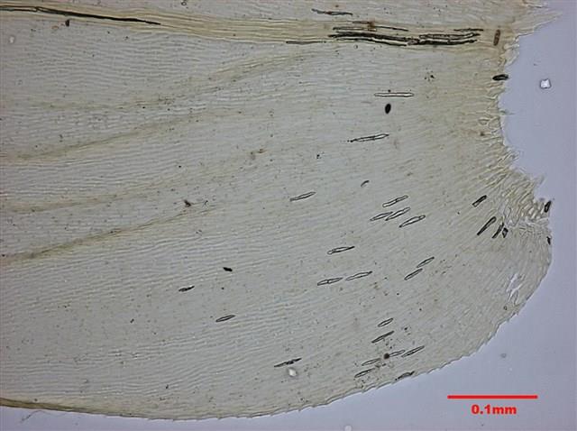 Aerobryopsis parisii (Card.) Broth. Collection Image, Figure 8, Total 10 Figures