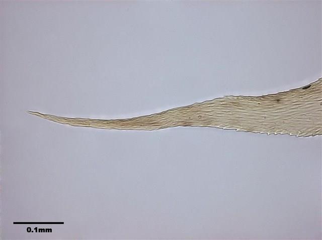 Aerobryopsis parisii (Card.) Broth. Collection Image, Figure 8, Total 9 Figures