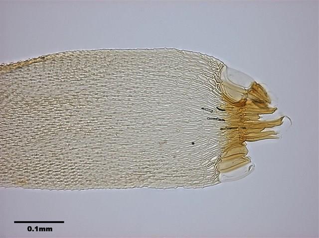 Acanthorrhynchium papillatum (Harv.) Fleisch. Collection Image, Figure 7, Total 8 Figures