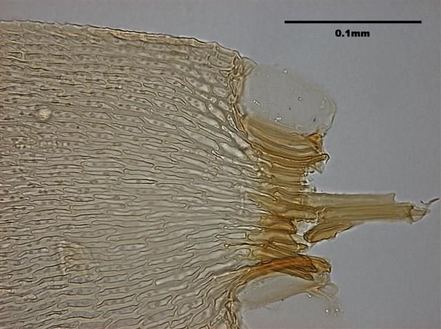 Acanthorrhynchium papillatum (Harv.) Fleisch. Collection Image, Figure 11, Total 11 Figures