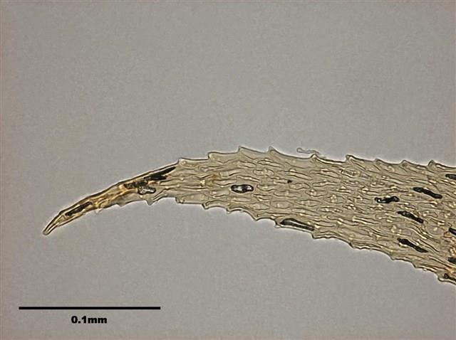 Acanthorrhynchium papillatum Collection Image, Figure 9, Total 10 Figures