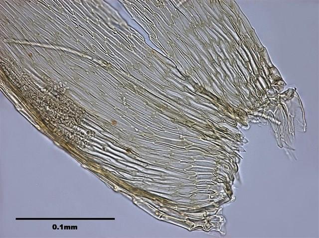 Acanthorrhynchium papillatum (Harv.) Fleisch. Collection Image, Figure 8, Total 10 Figures