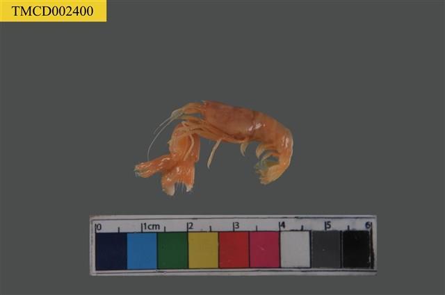 短脊鼓蝦藏品圖，第5張