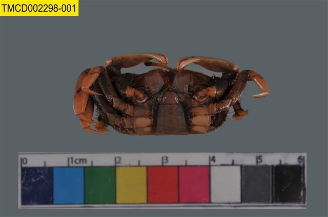 Sentinel crab Collection Image, Figure 5, Total 6 Figures