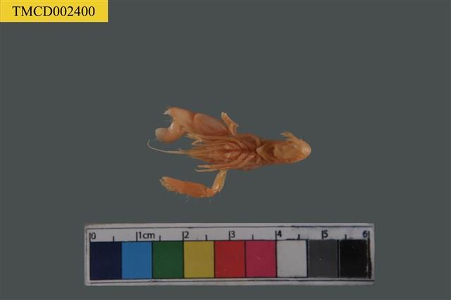 短脊鼓蝦藏品圖，第6張