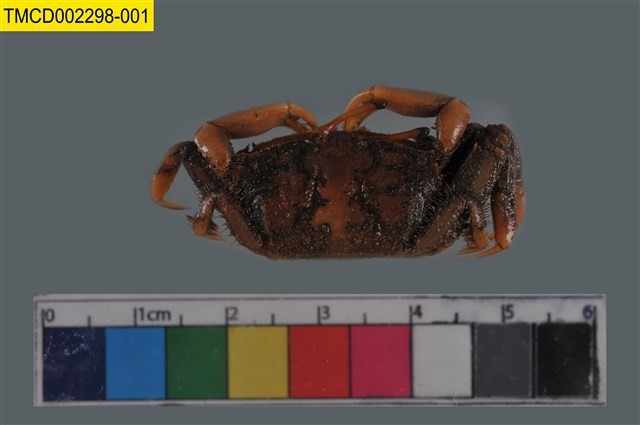 Sentinel crab Collection Image, Figure 1, Total 6 Figures
