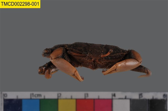 Sentinel crab Collection Image, Figure 6, Total 6 Figures