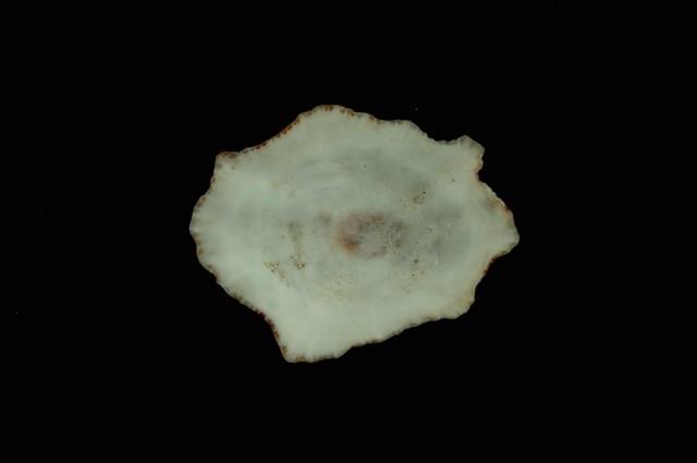 星笠螺藏品圖，第4張