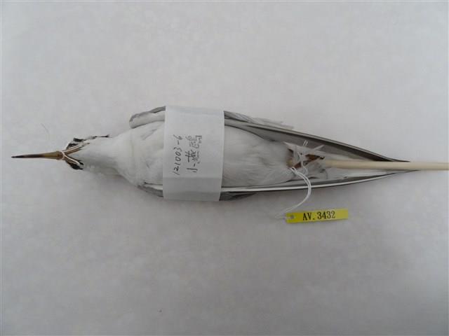 小燕鷗藏品圖，第2張