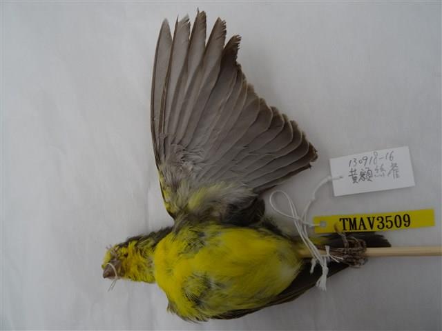 黃額絲雀藏品圖，第2張