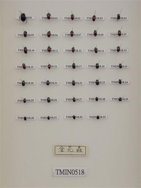 警戒色昆蟲藏品圖，第2張