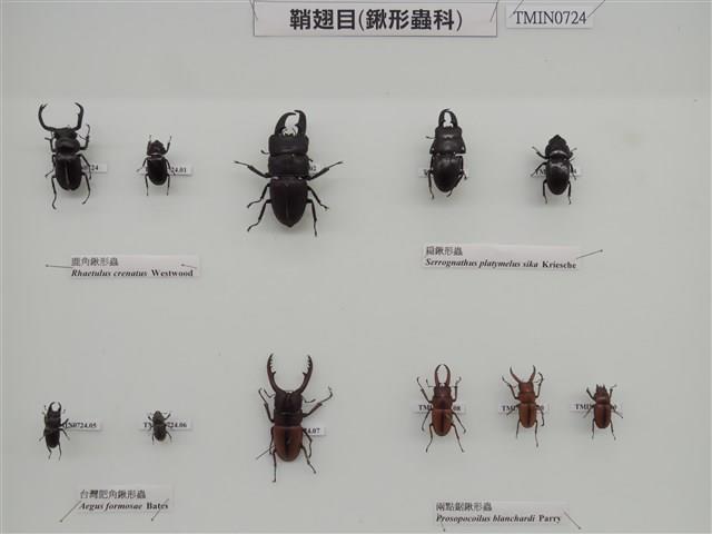 鞘翅目(鍬形蟲科)藏品圖，第2張