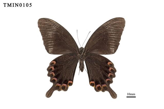 Papilio paris nakaharai Collection Image, Figure 6, Total 6 Figures