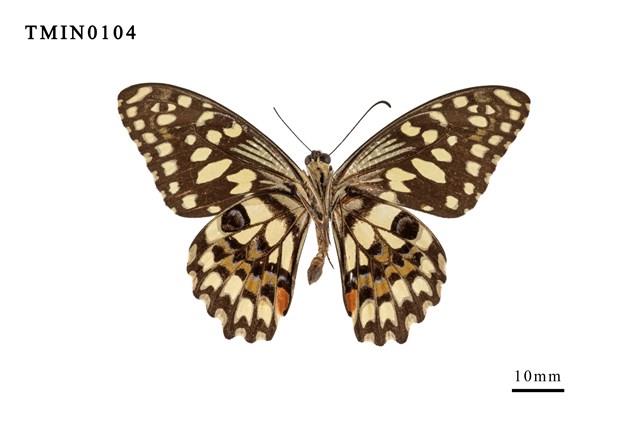 Papilio demoleus  Collection Image, Figure 6, Total 6 Figures
