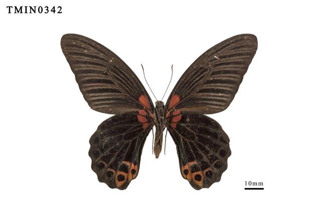 Papilio memnon heronus Collection Image, Figure 6, Total 6 Figures