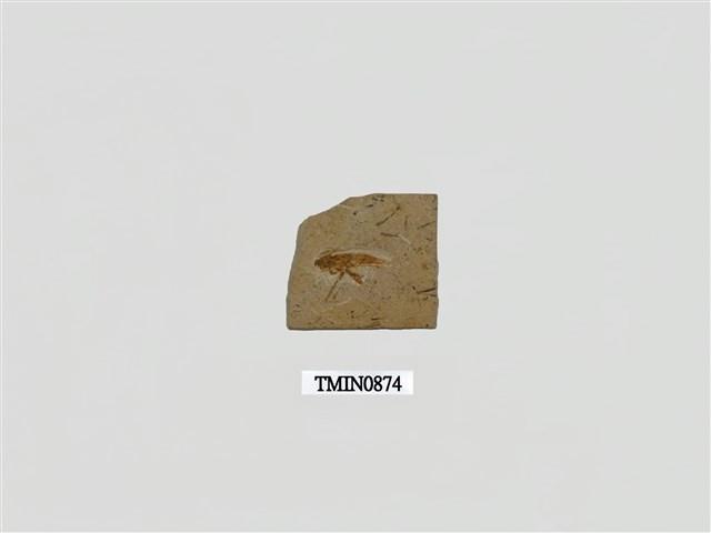 白堊紀小蟑螂化石藏品圖，第1張