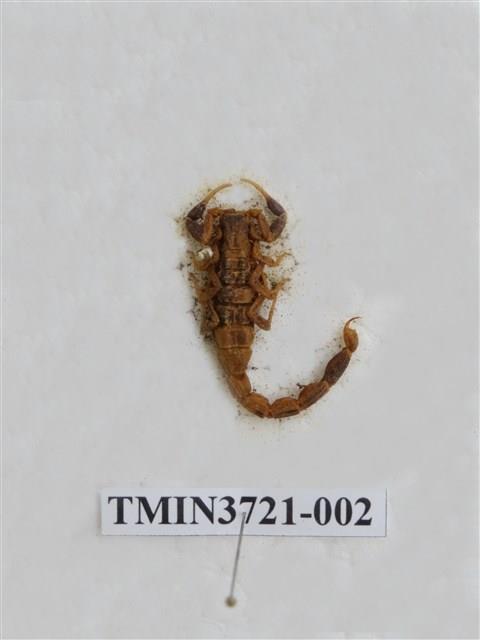 Accession Number:TMIN3721-002 Collection Image