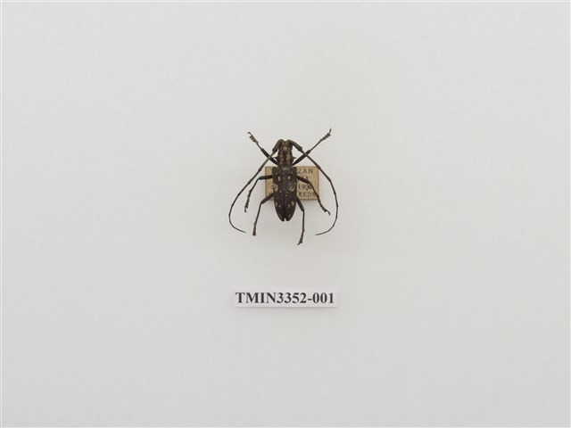 Accession Number:TMIN3352-001 Collection Image, Figure 1, Total 5 Figures