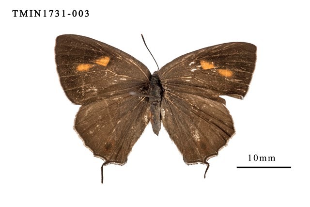 Esaki’s Hairstreak Collection Image, Figure 1, Total 3 Figures