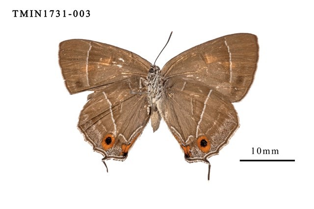 Esaki’s Hairstreak Collection Image, Figure 2, Total 3 Figures