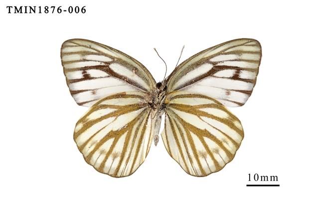 黑脈粉蝶藏品圖，第3張