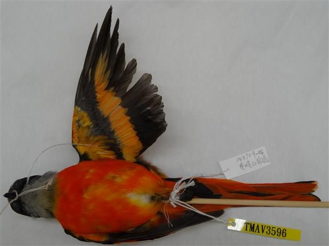 灰喉山椒鳥藏品圖，第2張