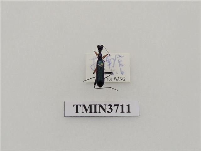 綠長頸虎甲蟲藏品圖，第1張