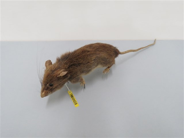 Formosan White-bellied Rat Collection Image