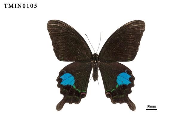 Papilio paris nakaharai Collection Image, Figure 5, Total 6 Figures