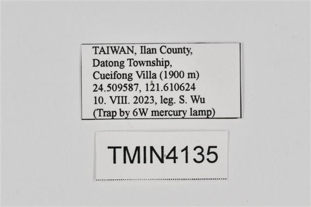 暗黃斑霜尺蛾藏品圖，第2張