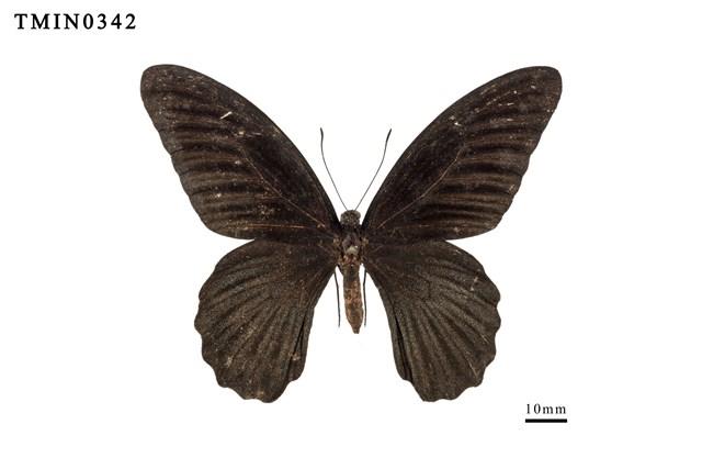 Papilio memnon heronus Collection Image, Figure 5, Total 6 Figures