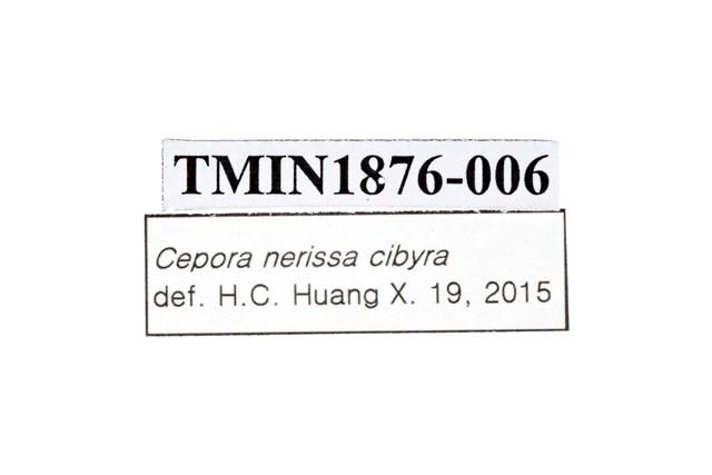 黑脈粉蝶藏品圖，第4張