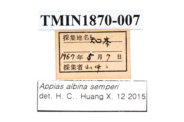 尖粉蝶-國立臺灣博物館典藏查詢資訊系統-藏品資料-TMIN1870-007