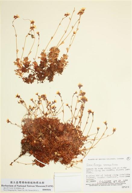 簇狀虎耳草藏品圖，第1張