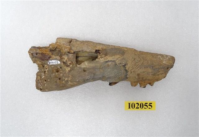 馬來長吻鱷右下顎骨化石藏品圖，第2張