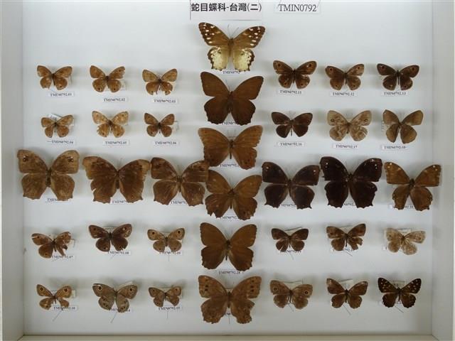 白斑蔭眼蝶藏品圖，第2張