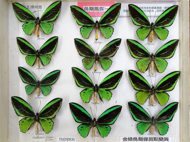 綠鳥翼蝶藏品圖，第2張