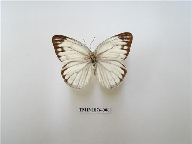 黑脈粉蝶藏品圖，第2張