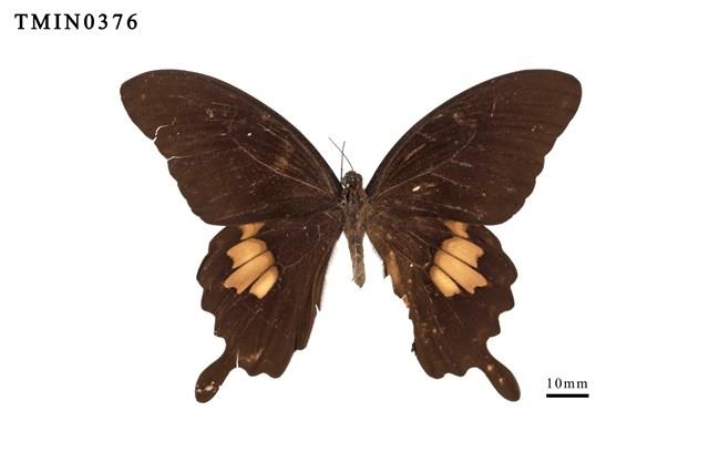 Papilio nephelus chaonulus Collection Image, Figure 1, Total 4 Figures