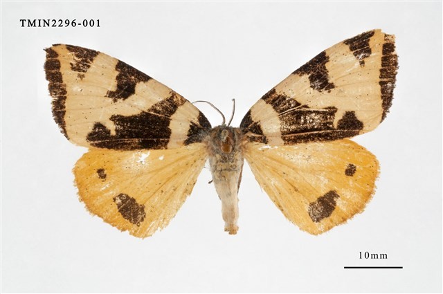 Accession Number:TMIN2296-001 Collection Image, Figure 1, Total 3 Figures