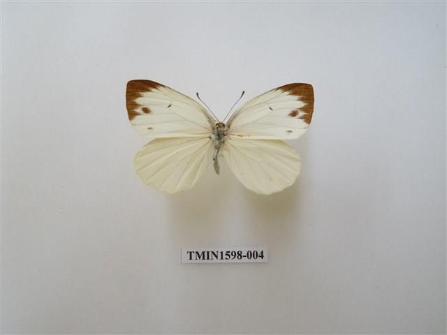 飛龍白粉蝶-國立臺灣博物館典藏查詢資訊系統-藏品資料-TMIN1598-004