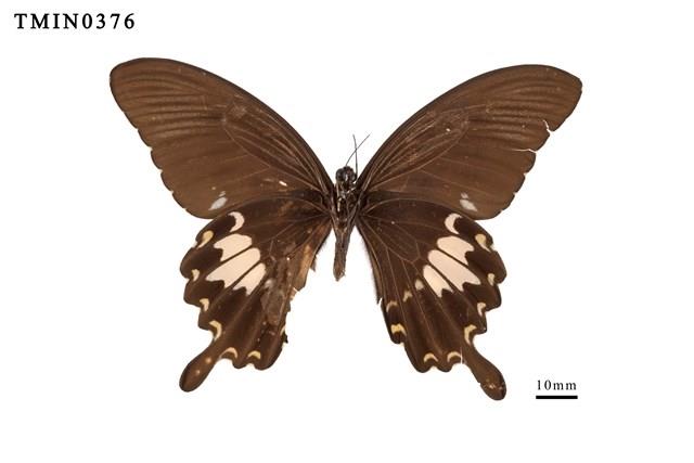 Papilio nephelus chaonulus Collection Image, Figure 3, Total 4 Figures